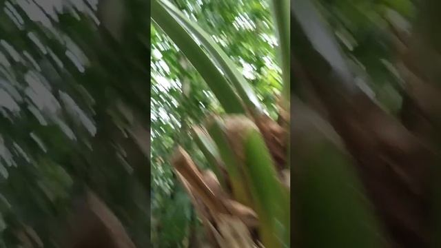 Ботанический Сад в Санкт-Петербурге.1 часть. смотреть онлайн