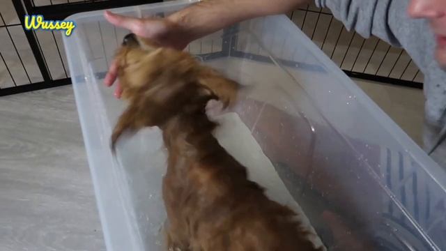 PUPPY'S FIRST BATH! | F1 MINI GOLDENDOODLE смотреть онлайн