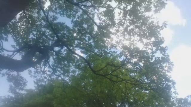 Весна-лето в Москве! Сиреневый сад. смотреть онлайн