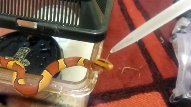 O. p. laticinctus смотреть онлайн