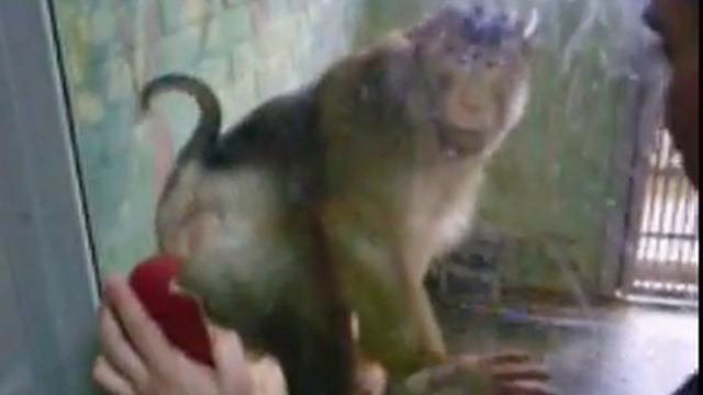 Любящий себя обезьян смотреть онлайн