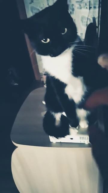 злая кошка😡 смотреть онлайн