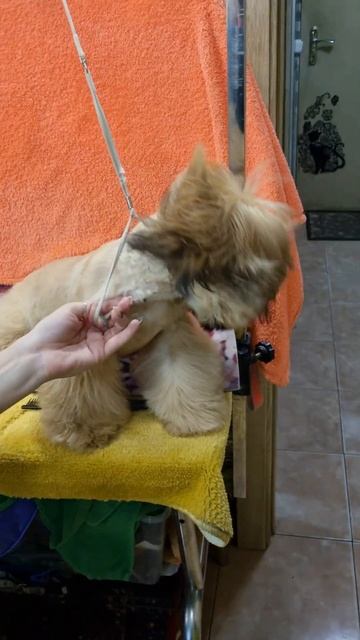 Super powerful hair dryer 🥵 for a small shihtzu puppy 🙉 #shorts смотреть онлайн
