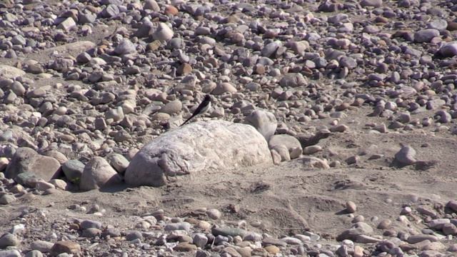 Bergeronnette grise (Motacilla alba alboides) White Wagtail смотреть онлайн