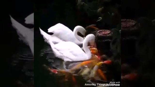 Даже Звери спасают друг друга. Это Надо Видеть
!!!" смотреть онлайн