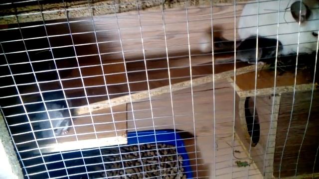Щенки шиншилл растут смотреть онлайн