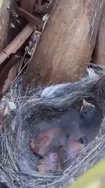 Pied Wagtail: One day old chicks смотреть онлайн