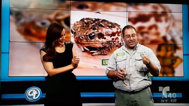 contacto animal usa en Acceso total de telemundo 40 platicando diferencias entre sapo y rana смотреть онлайн