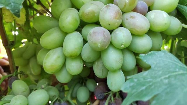 Помпеи! Хазар! Взлёт 2! Супер новинки 2022! Тел.+79054033245, WhatsApp и Viber +79528500417.