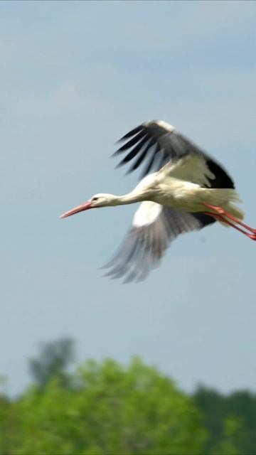 Stork #birds #nature #wildlife #animals #love #stork #sky #shorts смотреть онлайн
