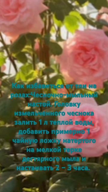 Как избавиться от тли на розах. смотреть онлайн