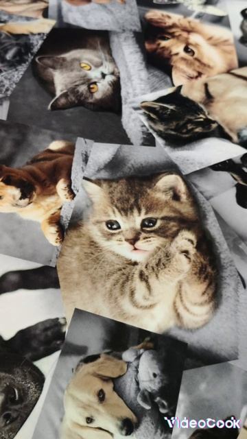 Кошечки-собачки на любимом диване