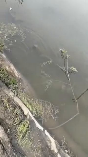 #ХищникКузбасса Зарыбление водоёма окунем. "Разум Высший" смотреть онлайн