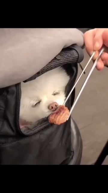 #shorts #trending #dogs Weight loss tips must follow ☺️ смотреть онлайн