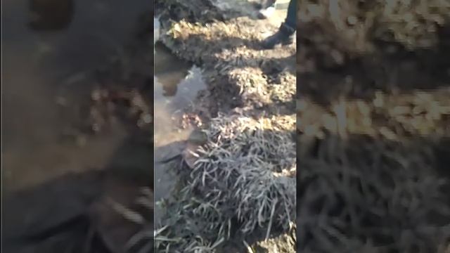Андарта в конаве смотреть онлайн