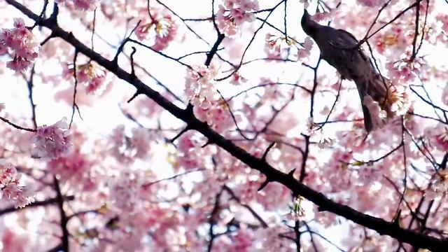 sakura смотреть онлайн