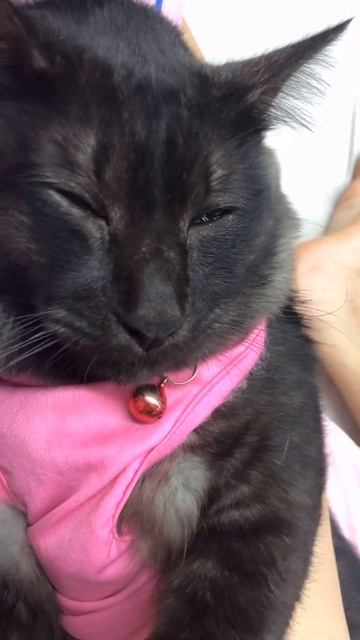 Sleepy cat sleepy blackpanther смотреть онлайн
