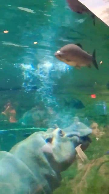 #hippo #feeding #shorts смотреть онлайн