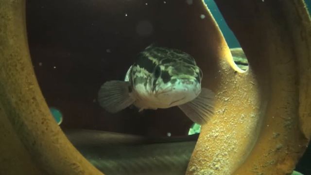 カムルチー　Snakehead　　Channa argus смотреть онлайн