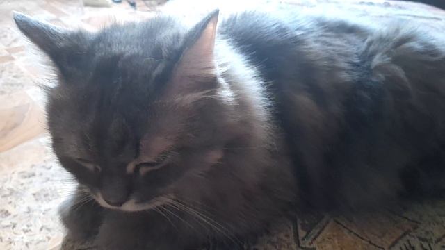 8 апреля котэ смотреть онлайн