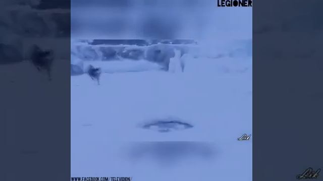 Сильное видео... смотреть онлайн