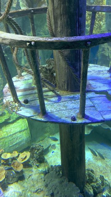 На дне океана, дайвинг #vlog #vlogs #blogger #video #shorts #shortvideo #viral #viralvideo #YouTube смотреть онлайн