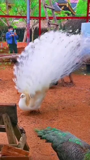 it's awesome 👌 смотреть онлайн