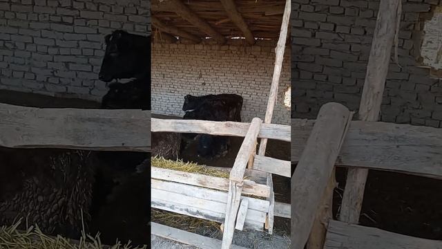 20-fevral, 2023 Yosh Hunajin boqish boqish usullari смотреть онлайн