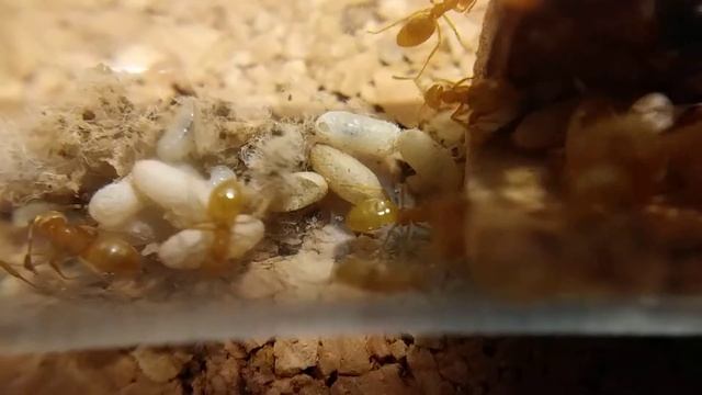 Lasius fuliginosus 20190527 114006 смотреть онлайн