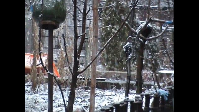 2021 год 20 марта 17 часов Харьковская область Казачья лопань СНЕГ смотреть онлайн