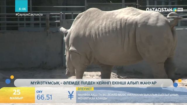 Мүйізтұмсық– әлемде пілден кейінгі екінші алып жануар смотреть онлайн