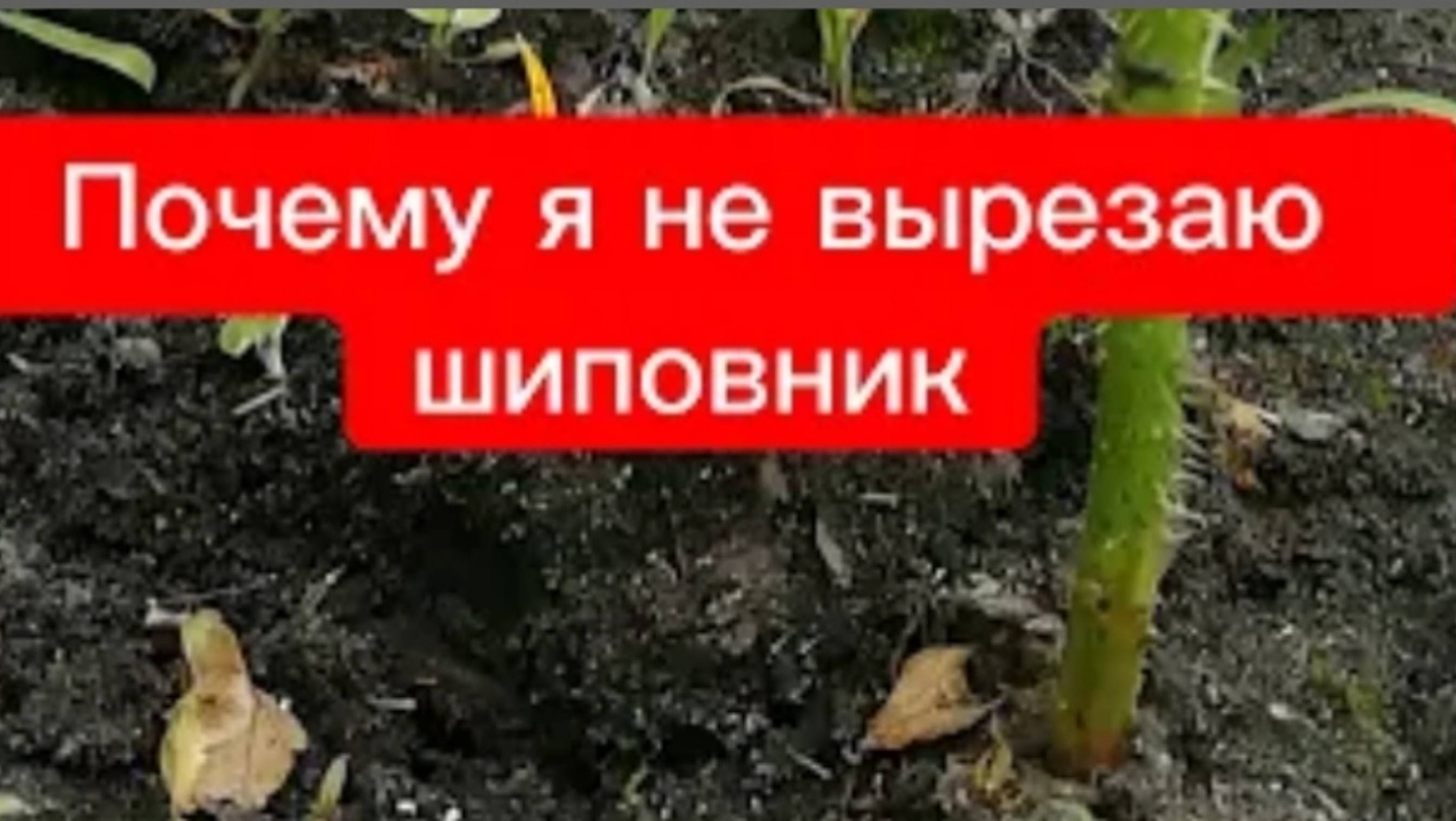 Почему я не вырезаю шиповник на даче?