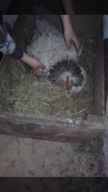 Куры Квочки смотреть онлайн