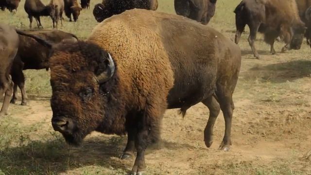 Bison Song смотреть онлайн