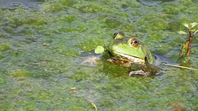 American Bullfrog (Lithobates catesbeianus) Jumping смотреть онлайн
