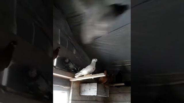 Таджикские и узбекские бойные голуби, птенцы. смотреть онлайн