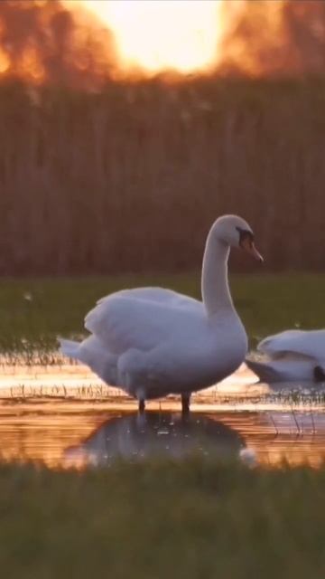 nature | mute swan | birds | river | forest | beautiful scenery | relaxing clip|EP2| 🦢🌄🏞️🤩😍🥰❤️💕 смотреть онлайн