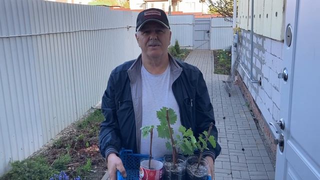 Белый амур на гриле. День в разъездах. Серия № 487. смотреть онлайн