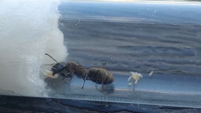 Colobopsis leonardi (China) 05.06.2021 смотреть онлайн