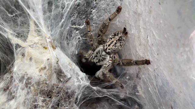 Heteroscodra maculata feeding in her web palace. смотреть онлайн