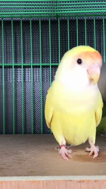 love birds ##💫💫💫 shorts birds video смотреть онлайн