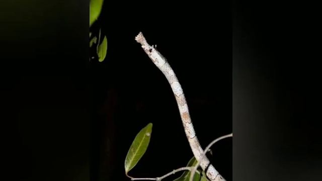 Voici le Langaha ou encore le serpent en bois смотреть онлайн