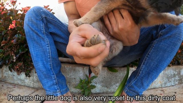 Help The Little Dog That Has Been Wandering Around For Days In An Abandoned Shack смотреть онлайн