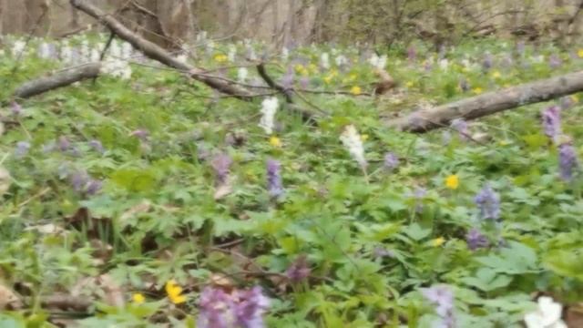 Гуляем с Лари...6.04.24.мы опять в троем...Лари купается,цветочный ковер,пение птиц,собаки... смотреть онлайн