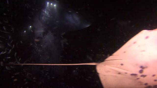 Manta Rays смотреть онлайн