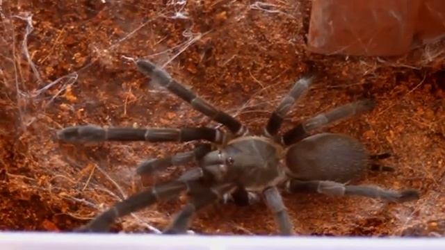 Phlogius sp. 'Pseudo Crassipes' Tarantula going for a walk смотреть онлайн