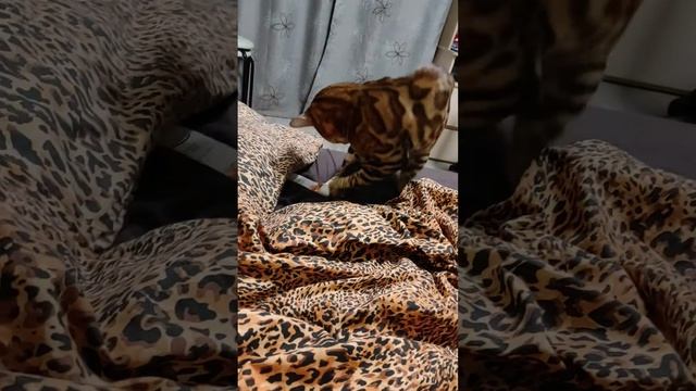 новая игрушка. Бенгальский кот Серафим! смотреть онлайн