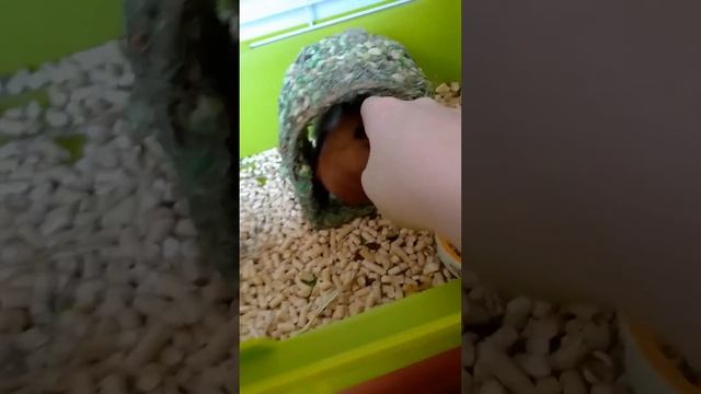 мы завели морскую свинку. смотреть онлайн