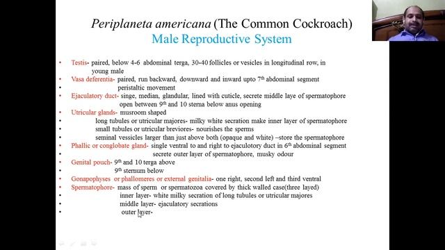 #VSBoora@Zoology19 Periplaneta americana (Cockroach)6 Male Reproductive System#UGC NET JRF# смотреть онлайн