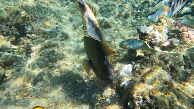 SHAMS ALAM BEACH RESORT MARSA ALAM  2022